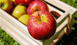 Winter Apple