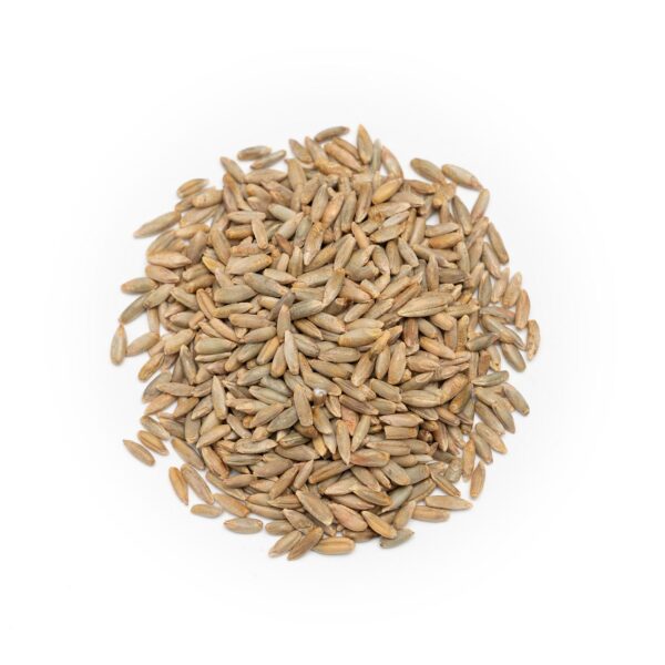 Rye