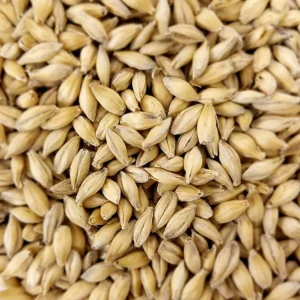 Barley