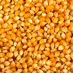 Raw Yellow Corn